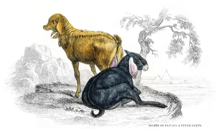 Framed Print : Goats lithograph 1884