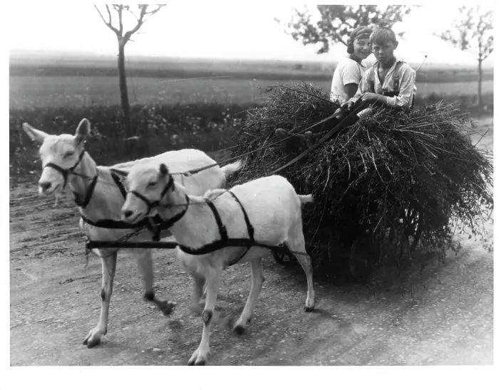 Framed Print : Goats Pulling Children On Hay Cart In Canada Framed Print : Goats Pulling Children On Hay Cart In Canada