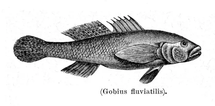 Framed Print : Goby fish engraving 1897 Framed Print : Goby fish engraving 1897