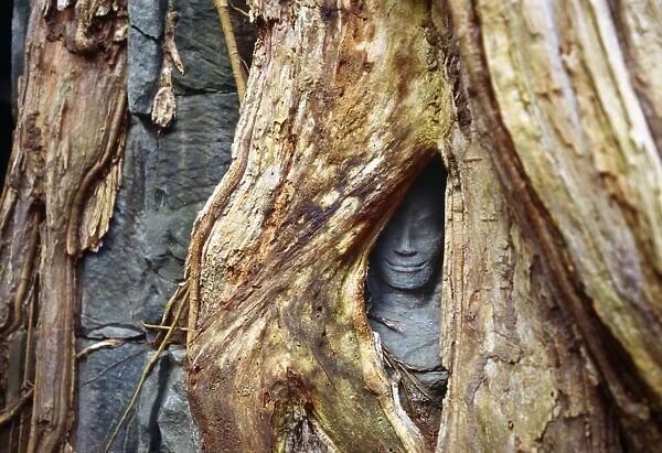 Godhead hidden between roots in Angkor Wat