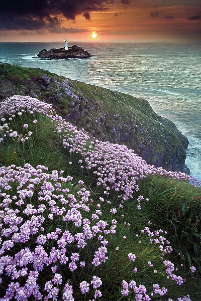 Godrevy lighthouse. Wild flowers in foreground