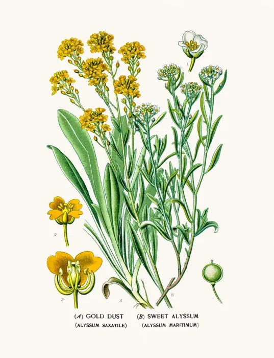 Framed Print : Gold Dust and sweet alyssum Framed Print : Gold Dust and sweet alyssum