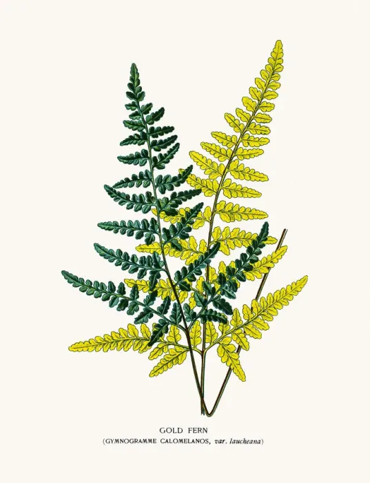 Framed Print : Gold fern. Photo of an original Fine Lithograph