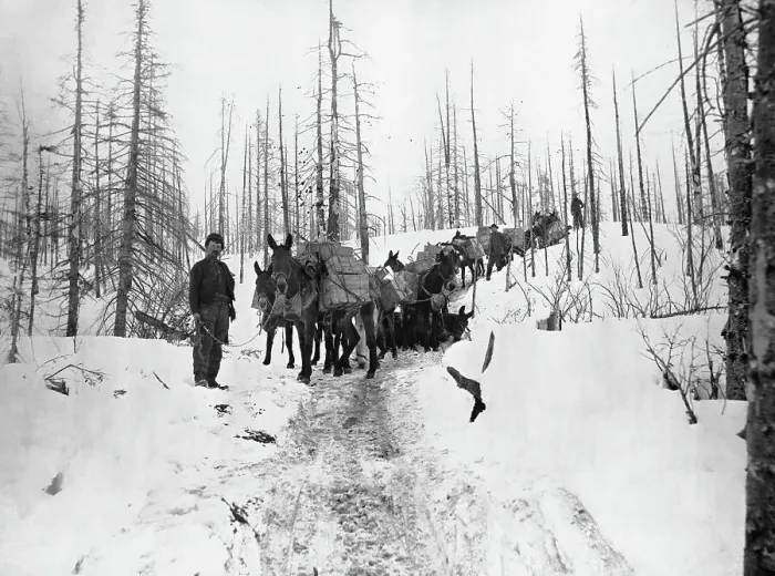 Framed Print : Gold Miners with Mule Packs in Klondike Framed Print : Gold Miners with Mule Packs in Klondike