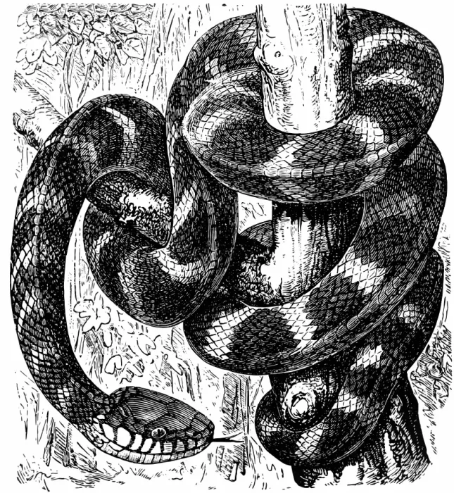 Framed Print : Gold-ringed cat snake (Boiga dendrophila) Framed Print : Gold-ringed cat snake (Boiga dendrophila)