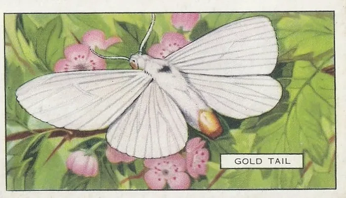 Framed Print : Gold Tail Butterfly, Butterflies and Moths series, Gallaher Collectible Tobacco Card, 1938 Framed Print : Gold Tail Butterfly, Butterflies and Moths series, Gallaher Collectible Tobacco Card, 1938