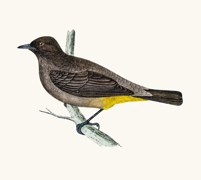 Framed Print : Gold-Vented thrush Framed Print : Gold-Vented thrush