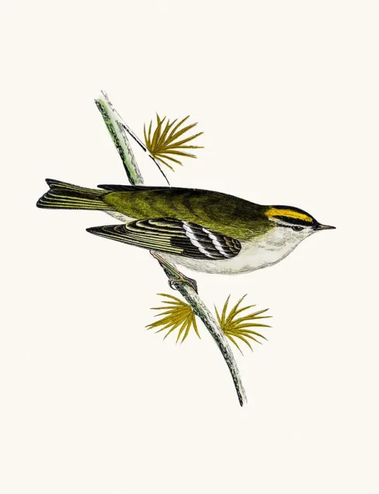 Framed Print : Goldcrest bird Framed Print : Goldcrest bird