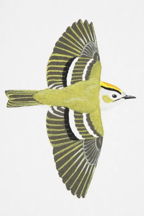 Framed Print : Goldcrest (Regulus regulus), adult male