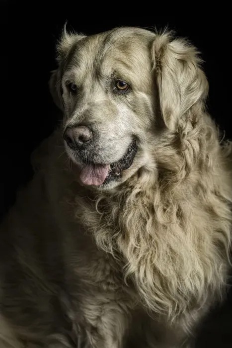 Framed Print : Golden. golden retriever portrait Framed Print : Golden. golden retriever portrait
