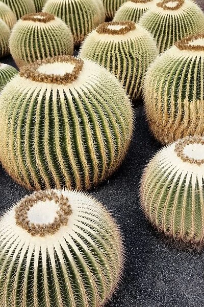 Golden Barrel Cactus, Golden Ball Cactus or Mother-in-Laws Cushion -Echinocactus grusonii-, several cacti