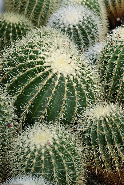 Golden Barrel Cactuses -Echinocactus grusonii-