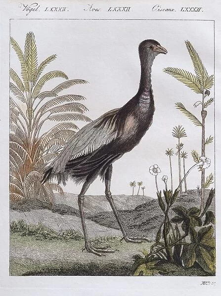 Golden-breasted trumpet bird, hand-coloured copperplate engraving from Friedrich Justin