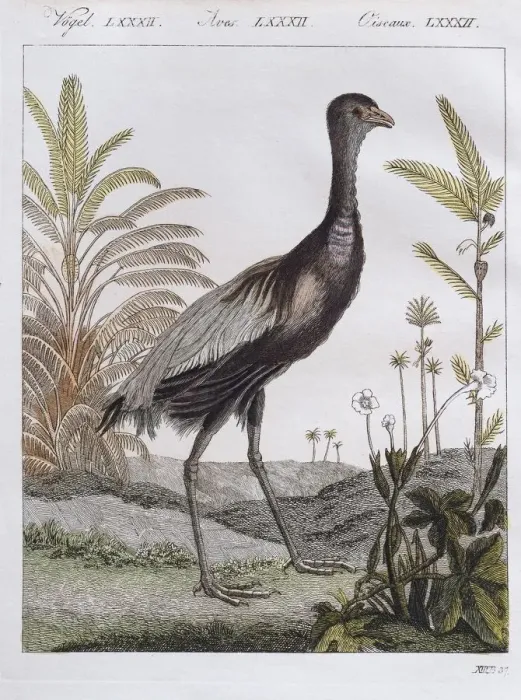 Framed Print : Golden-breasted trumpet bird, hand-coloured copperplate engraving from Friedrich Justin Framed Print : Golden-breasted trumpet bird, hand-coloured copperplate engraving from Friedrich Justin