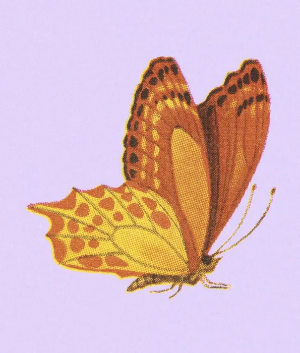 Framed Print : Golden Butterfly Framed Print : Golden Butterfly