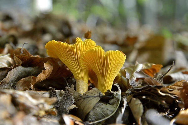 Golden Chanterelle or Chanterelle -Cantharellus cibarius-, Black Forest, Baden-Wurttemberg, Germany