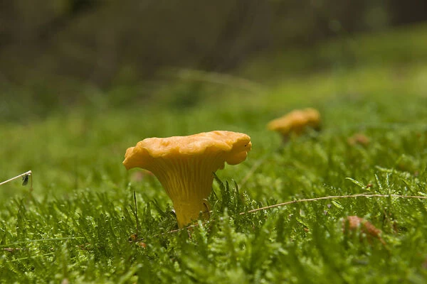 Golden Chanterelle mushroom (Cantharellus cibarius)