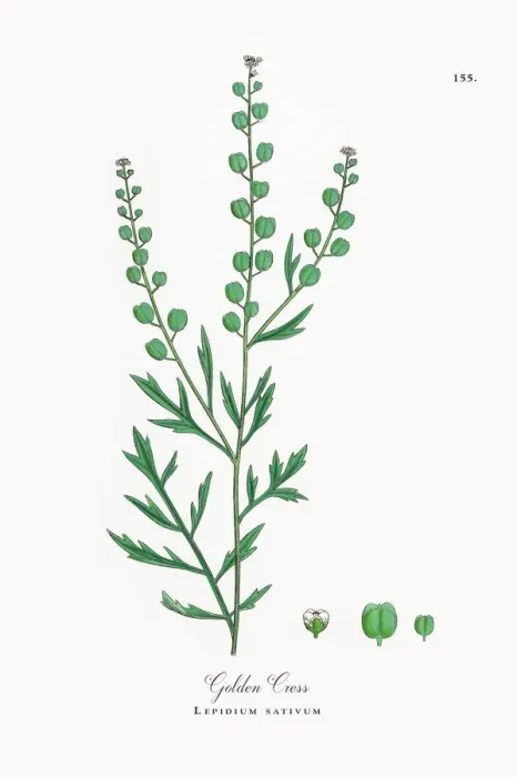 Framed Print : Golden Cress, Lepidium sativum, Victorian Botanical Illustration, 1863 Framed Print : Golden Cress, Lepidium sativum, Victorian Botanical Illustration, 1863