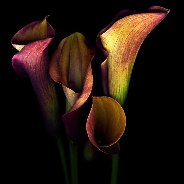 The Golden Curves and Chalices of Callas