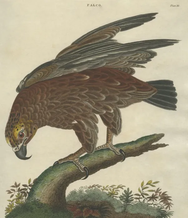 Framed Print : Golden Eagle Framed Print : Golden Eagle