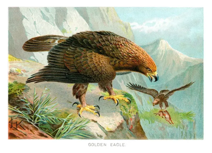 Framed Print : Golden Eagle (Aquila chrysaetos) Framed Print : Golden Eagle (Aquila chrysaetos)