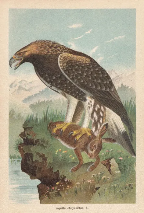 Framed Print : Golden eagle (Aquila chrysaetos), chromolithograph, published in 1896 Framed Print : Golden eagle (Aquila chrysaetos), chromolithograph, published in 1896