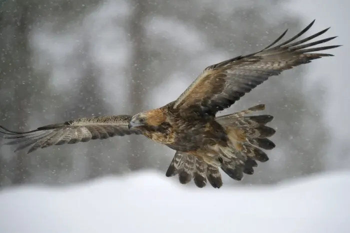 Framed Print : Golden Eagle -Aquila chrysaetos- in flight during snowfall, Oulanka National Park, Kuusamo, Lapland, Finland Framed Print : Golden Eagle -Aquila chrysaetos- in flight during snowfall, Oulanka National Park, Kuusamo, Lapland, Finland