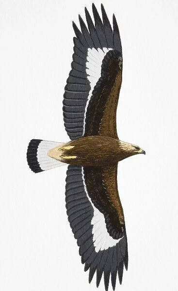 Golden Eagle (Aquila chrysaetos), juvenile