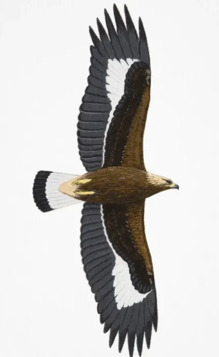 Framed Print : Golden Eagle (Aquila chrysaetos), juvenile Framed Print : Golden Eagle (Aquila chrysaetos), juvenile