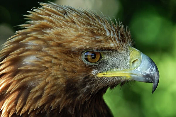 Golden Eagle (Aquila chrysaetos) with ruffled feathers