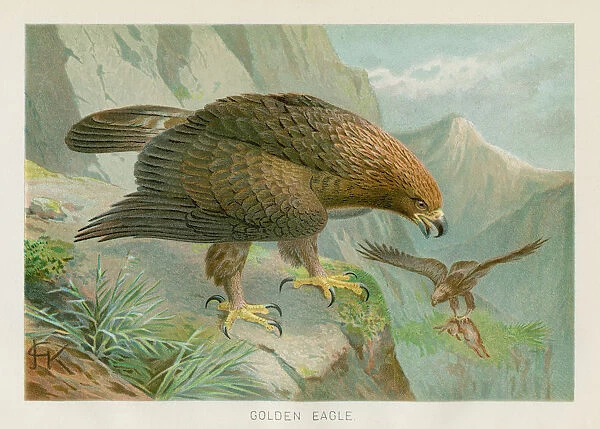 Golden eagle chromolithograph 1896