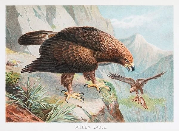 Golden Eagle illustration 1895