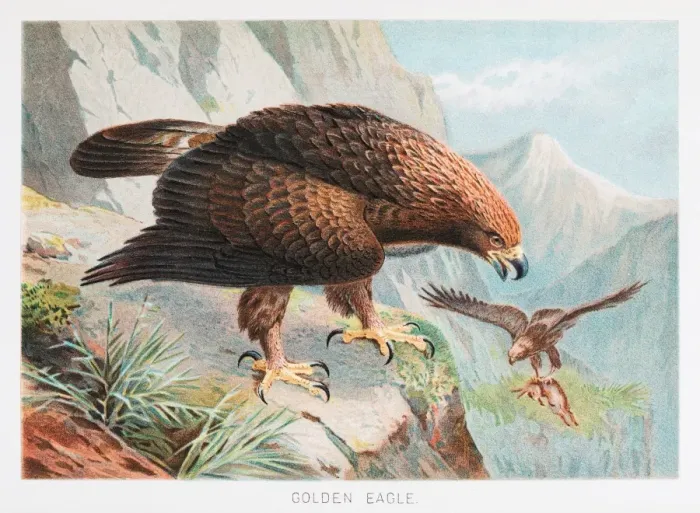 Framed Print : Golden Eagle illustration 1895 Framed Print : Golden Eagle illustration 1895