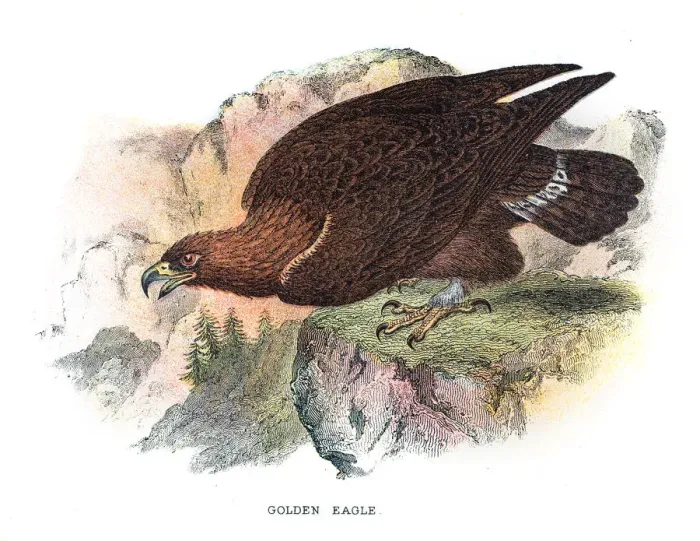 Framed Print : Golden eagle illustration 1896 Framed Print : Golden eagle illustration 1896