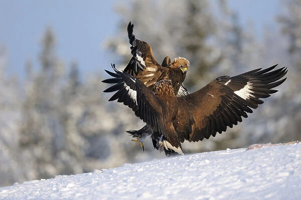 Golden Eagles -Aquila chrysaetos-, two eagles competing at a bait place, Kainuu, Utajarvi, Nordfinnland, Finland