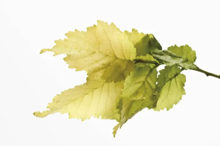 Framed Print : Golden Elm (Ulmus x hollandica Wredei ) Framed Print : Golden Elm (Ulmus x hollandica Wredei )