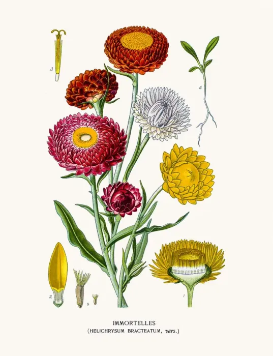 Framed Print : Golden everlasting flowers Framed Print : Golden everlasting flowers