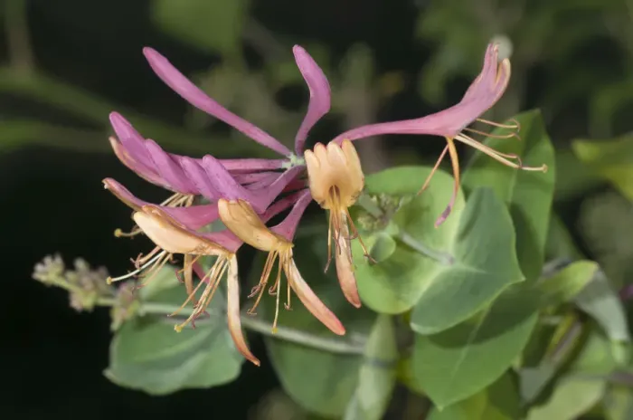 Framed Print : Golden flame honeysuckle -Lonicera heckrottii-, inflorescence, Untergroeningen, Baden-Wuerttemberg, Germany, Europe