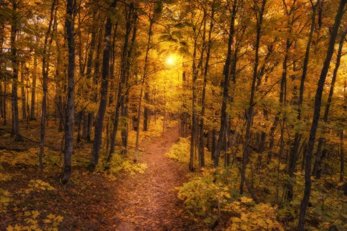 Framed Print : Golden Forest Pathway