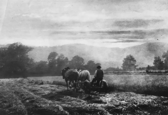 Framed Print : Golden Harvest