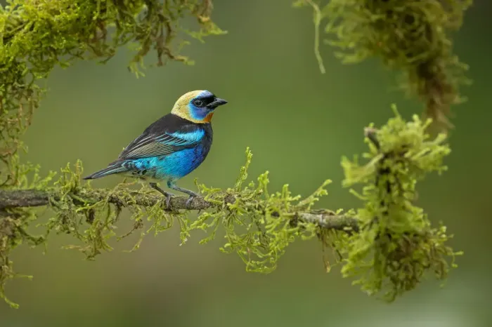 Framed Print : Golden-hooded Tanager Framed Print : Golden-hooded Tanager