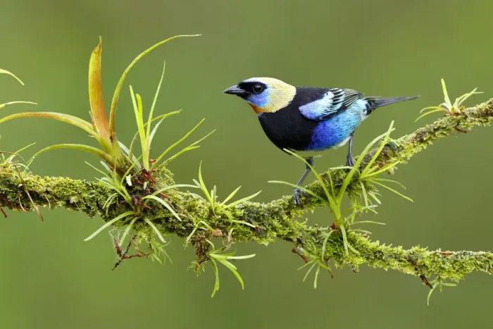 Framed Print : Golden-hooded Tanager Framed Print : Golden-hooded Tanager