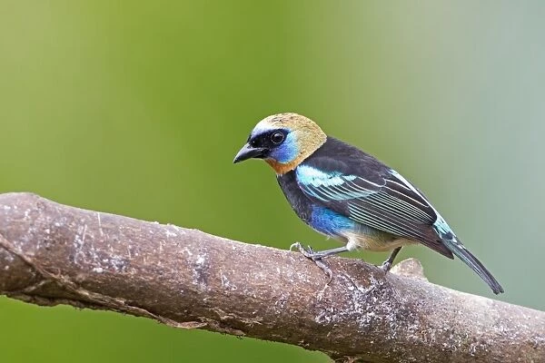 Golden-hooded tanager - Costa Rica