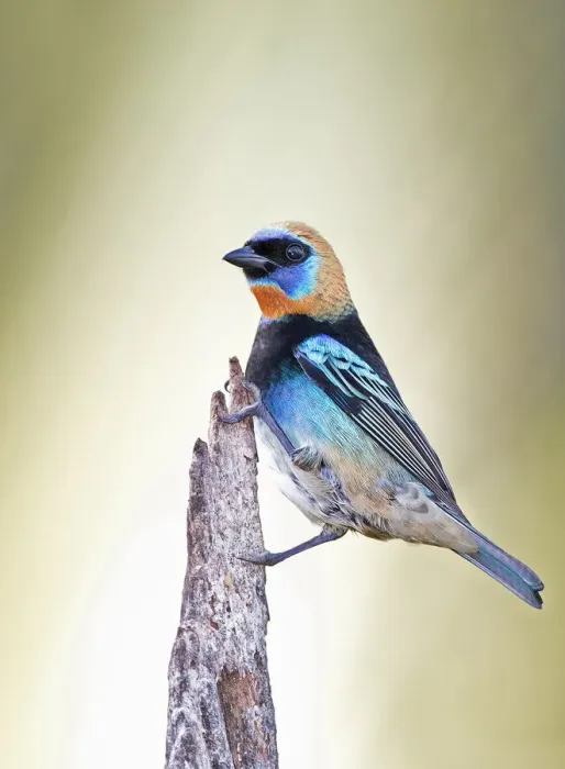 Framed Print : Golden-hooded tanager - Costa Rica Framed Print : Golden-hooded tanager - Costa Rica