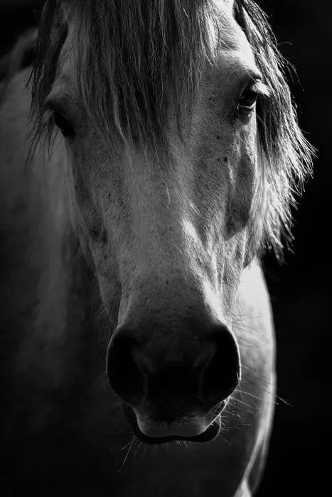 Framed Print : Golden Horse