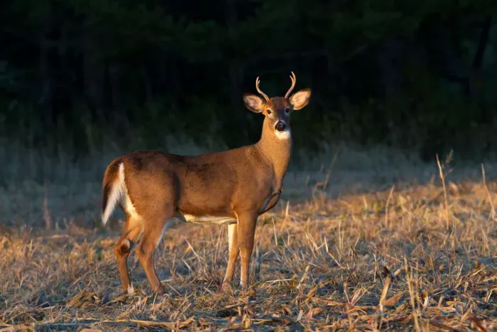 Framed Print : Golden Hour Buck