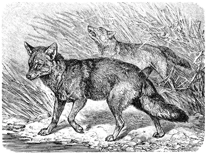 Framed Print : Golden jackal (Canis aureus) Framed Print : Golden jackal (Canis aureus)