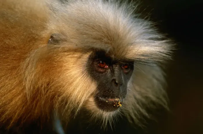 Framed Print : Golden langur (Prebytis geei) close up, Manas N. P, India Framed Print : Golden langur (Prebytis geei) close up, Manas N. P, India