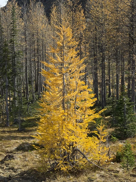 Golden larch trees, Alpine Lakes Wilderness, Washington State, USA