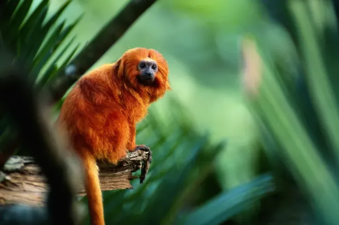 Framed Print : Golden lion tamarin (Leontopithecus rosalia) sitting, close up